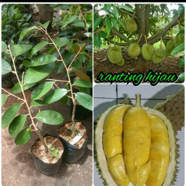 Unduh 810 Gambar Durian Tembaga Keren 