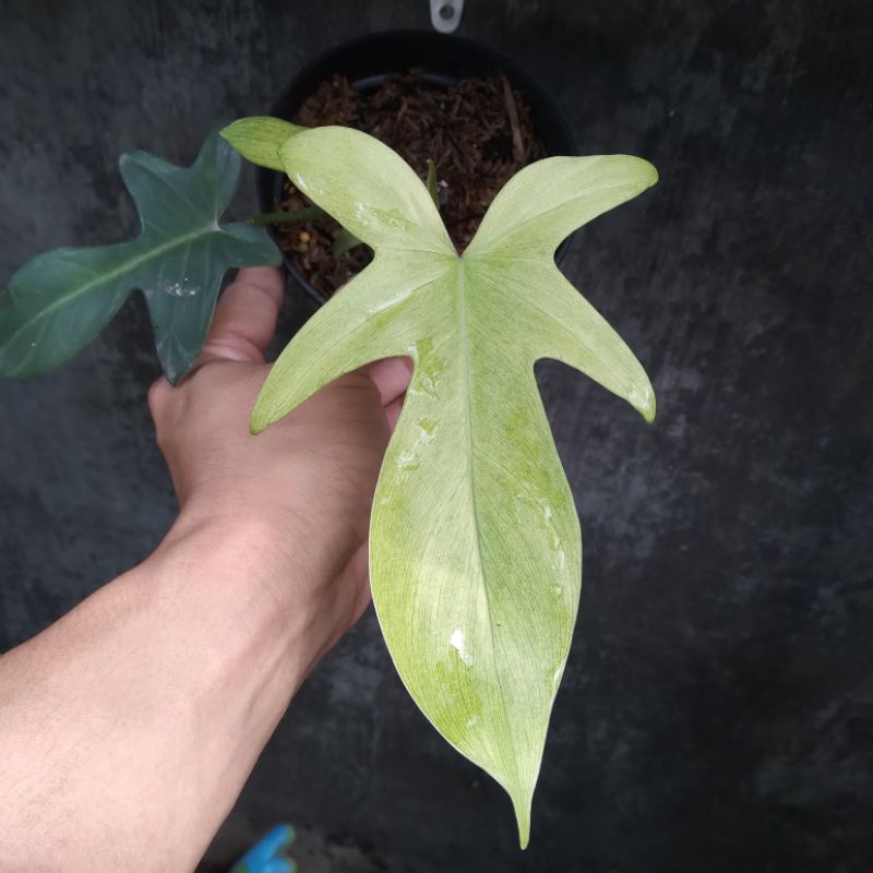 philodendron florida ghost