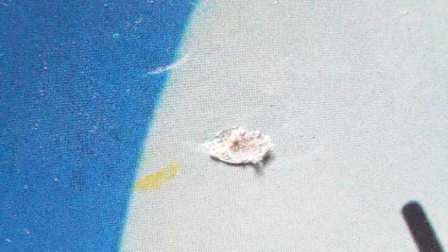 Meja Belajar Anak Karakter / Meja Belajar Lipat