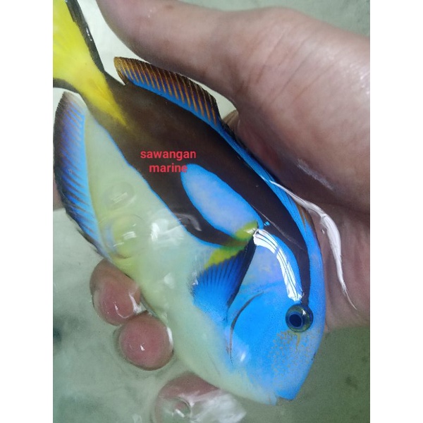 

Yellow belly letter six