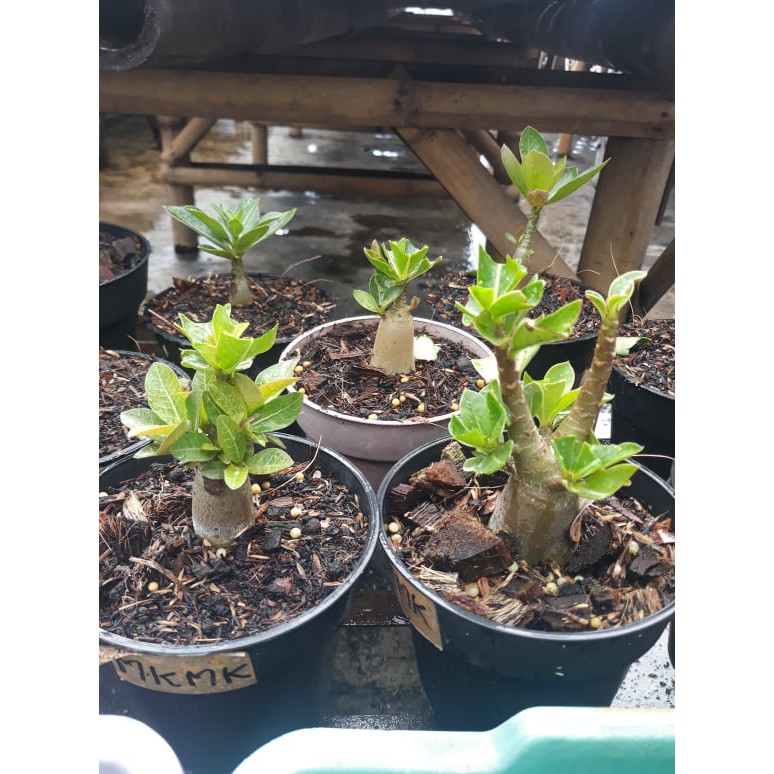 Tanaman Hias Adenium ARABICUM MKMK Usia 6-9 Bulan