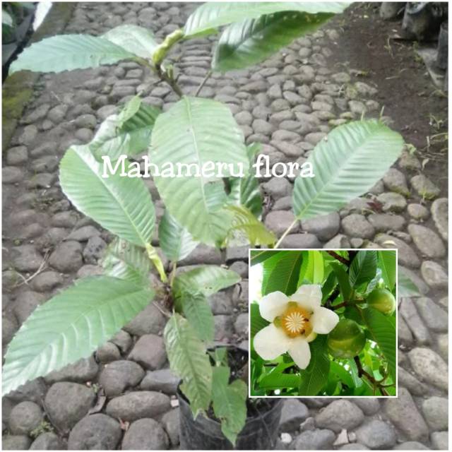 Tanaman atau pohon sempur Shopee Indonesia