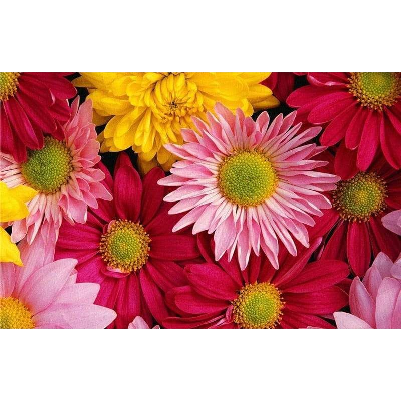 5 Biji Benih Bibit Bunga Langka Petunia Colorful Termurah Mudah Hidup Warna Menarik Mudah Hidup-Garbera Aster Mix
