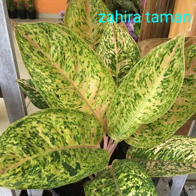 tanaman hias aglonema big roy putih -aglonema bigroy - bibit big roy putih