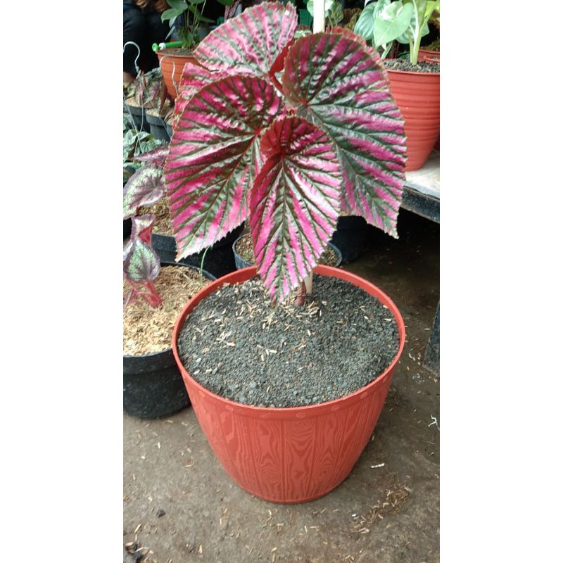 Tanaman Hias Begonia Brevirimosa Ukuran Besar/Tanaman Hias Begonia Rex Violet/Begonia Rex Wallet