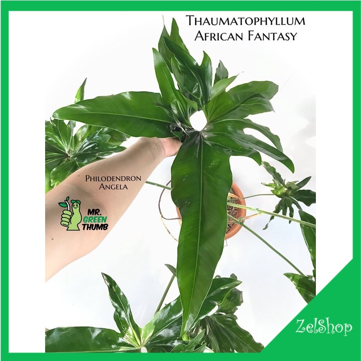 Philodendron Mercy / Philodendron Angela / Philo Angela / Philo Mercy