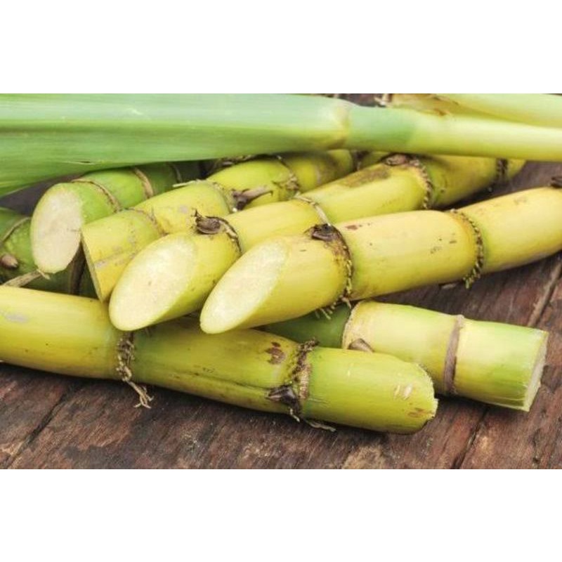Bibit Tebu Kuning Stek Tebu Kuning 30cm