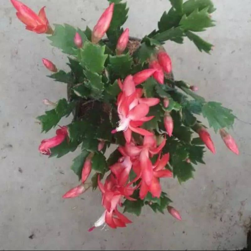 

Pohon wijaya kusuma kepiting bunga merah ati