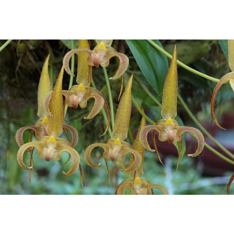 Bulbophyllum lobii dewasa rawaran siap bunga