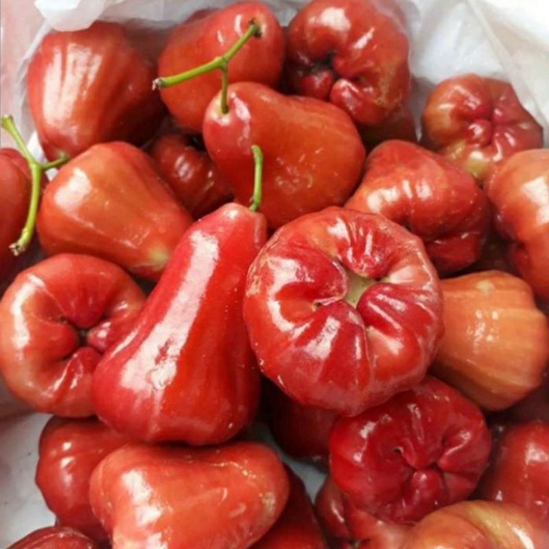 

JAMBU AIR MERAH SEGAR MANIS MADU 500 GRAM