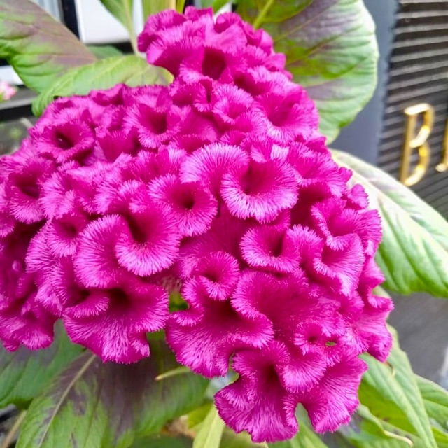 Benih Bunga Celosia Cristata Jengger Ayam Ungu Shopee Indonesia