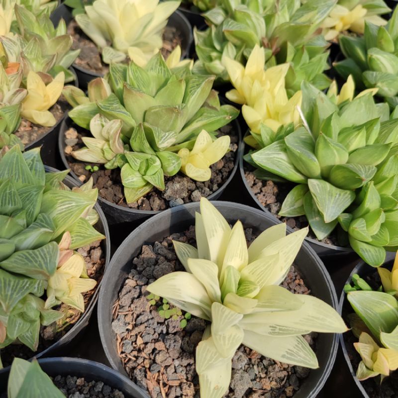 Haworthia Retusa Variegated | DP 10cm