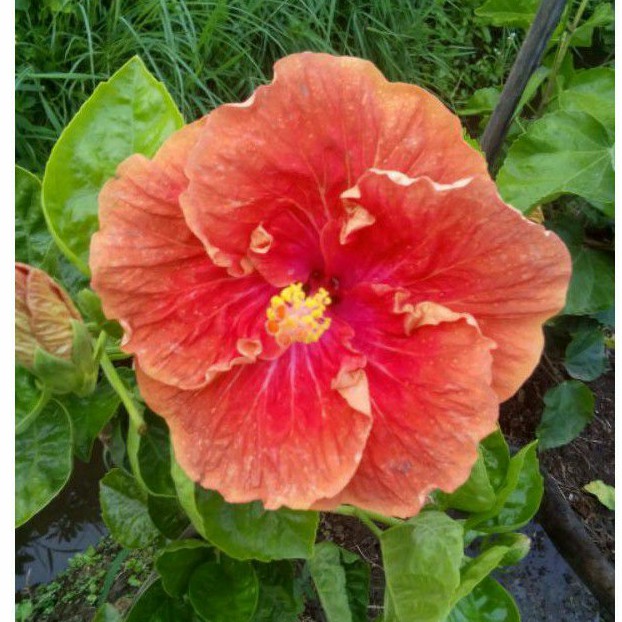 Tanaman hias bunga sepatu Bangkok / bunga hibiscus Bangkok Red Fire