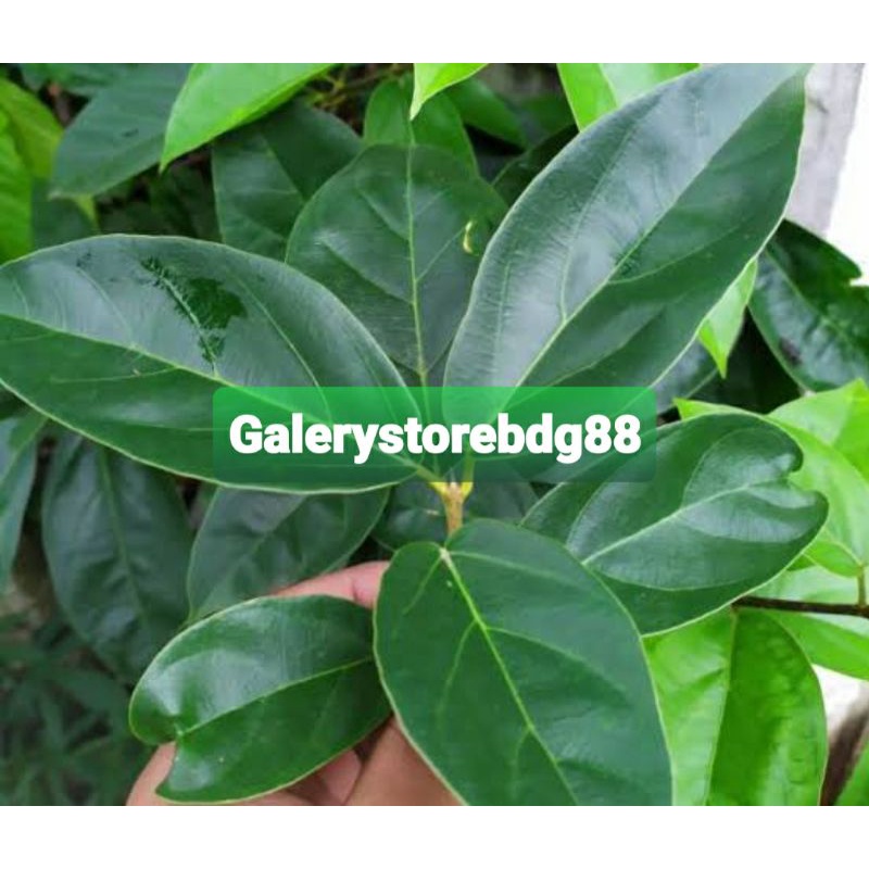 

Daun cincau hijau segar 300 gram petik langsung-az