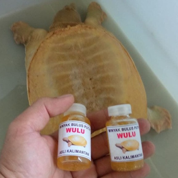 MINYAK BULUS PUTIH PEMBESAR PAYUDARA ASLI ORIGINAL KALIMANTAN MEREK WULU