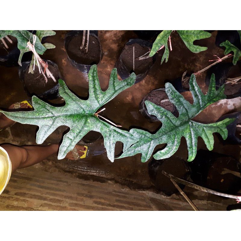 Alocasia jacklyn Dewasa