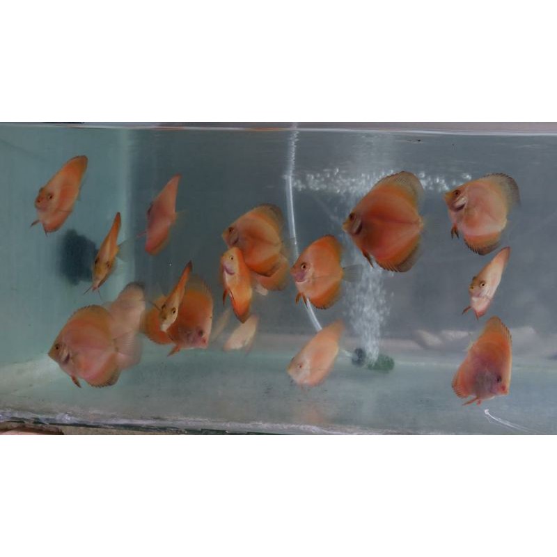 Discus Red Melon 2.5 in