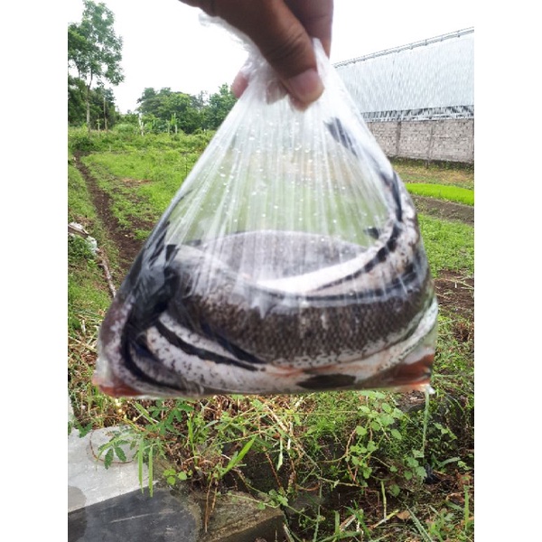 

Ikan Gabus Segar Bersih