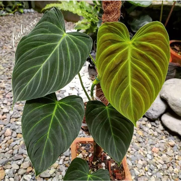 PHILODENDRON SPLENDID TANAMAN BUNGA PHILO TANAMAN HIDUP TANAMAN MURAH