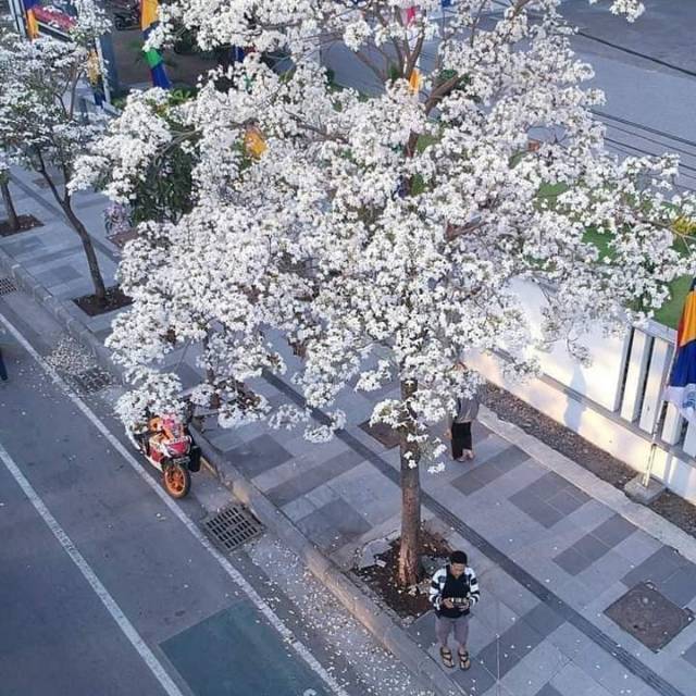 Paket 4 tabebuya 4 warna kuning,ungu,putih,pink