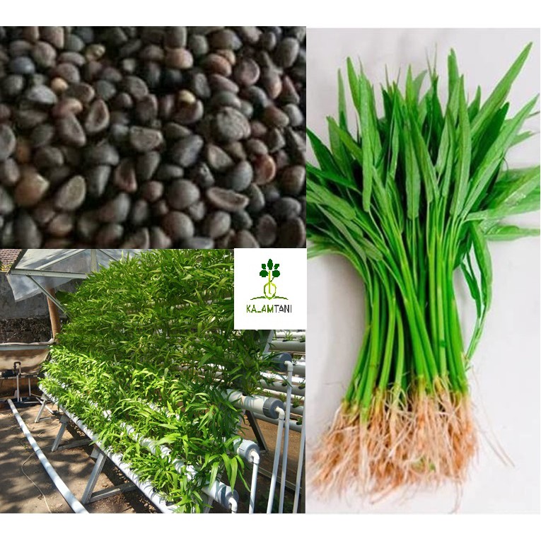 Benih Kangkung Organik