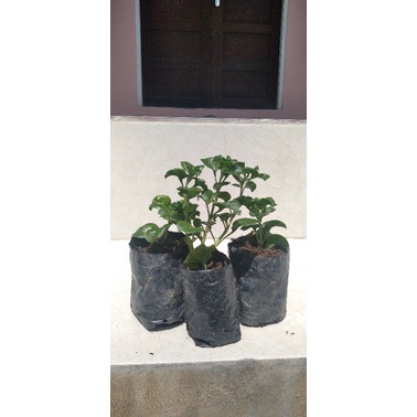 Bibit bayam brazil segar siap tanam