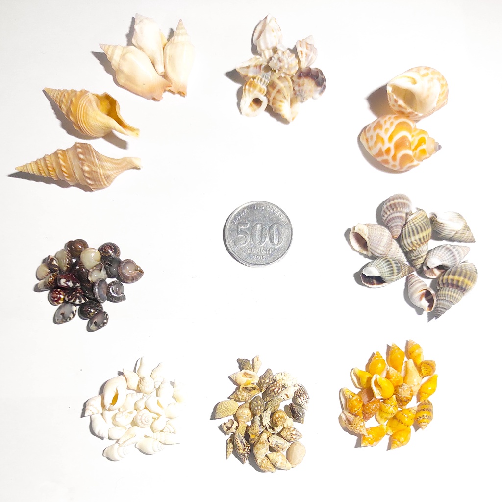 [Extra] Cangkang Kerang & Keong Laut | Bahan Kerajinan & Dekorasi