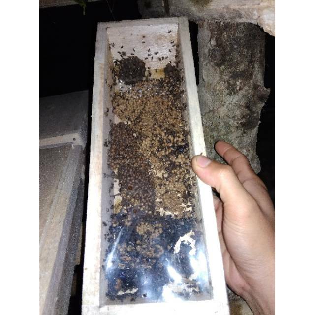 Sarang bibit trigona / kelulut / klanceng / teuweul