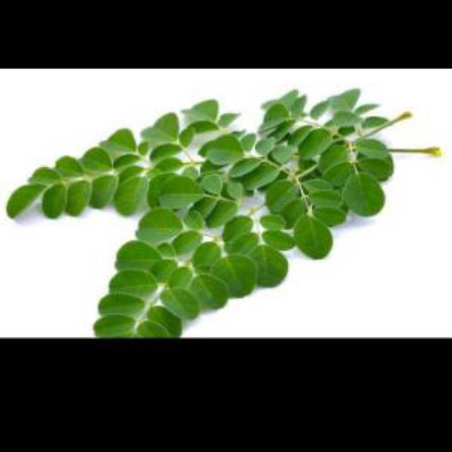 

Daun kelor, tanmannya juragan, daun banyak manfaatnya