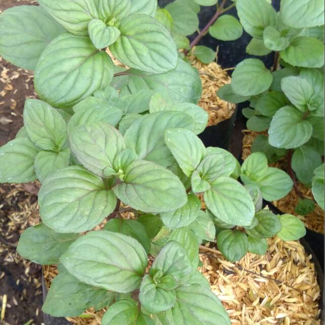 

Bibit tanaman eau de cologe mint