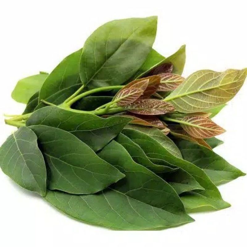 

daun alpukat segar