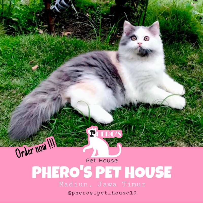 Kucing Persia Kitten Calico Dilute #pherospethouse #pheros_pet_house10 PHEROS PET HOUSE