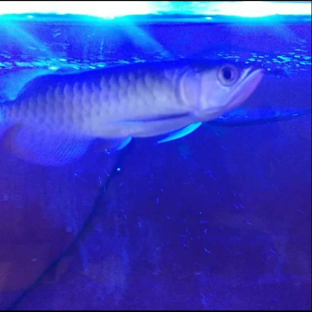 Ikan Arwana Golden Highbqck