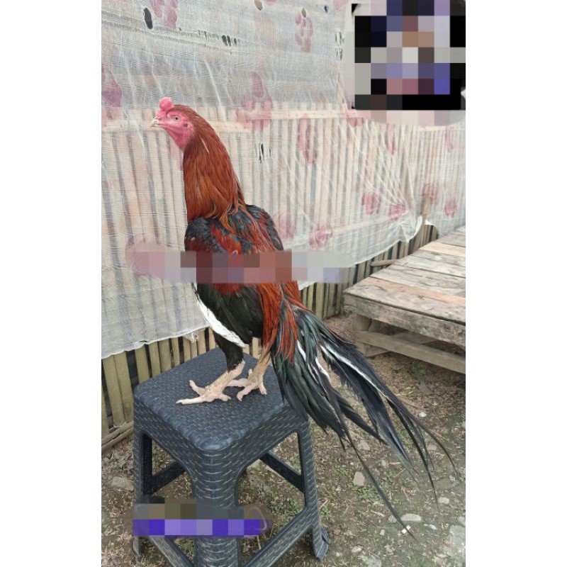 Telur bangkok ekor lidi