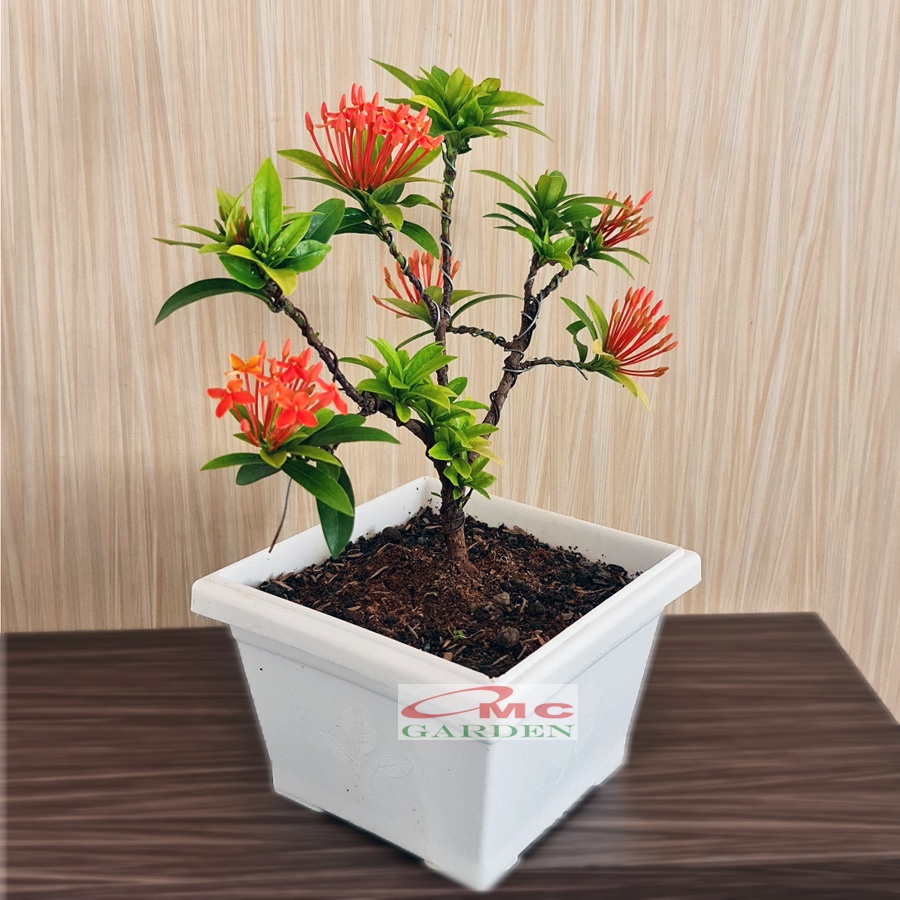 Tanaman Hias Bonsai Bonsae Mame Soka Mini Asoka Jepang Ixora Orange B-SMO-001