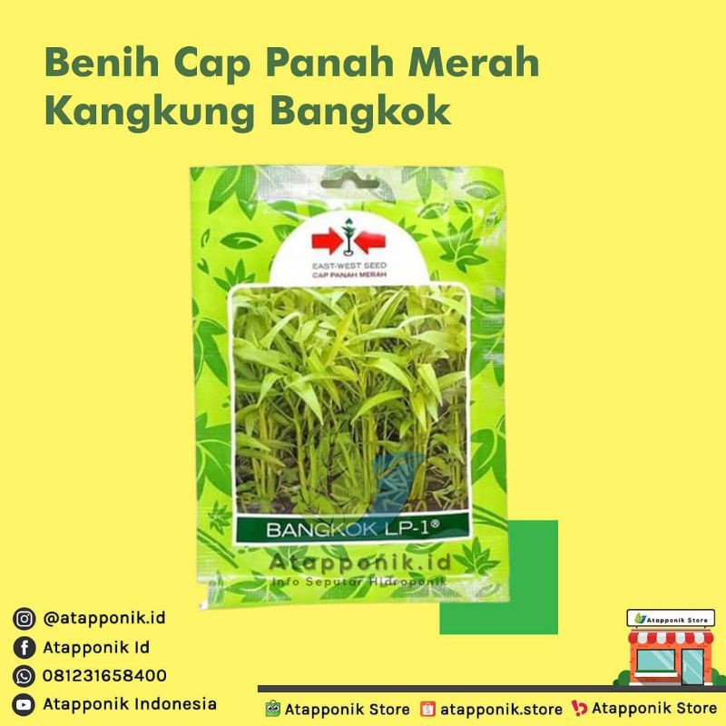 benih bibit kangkung bangkok lp-1