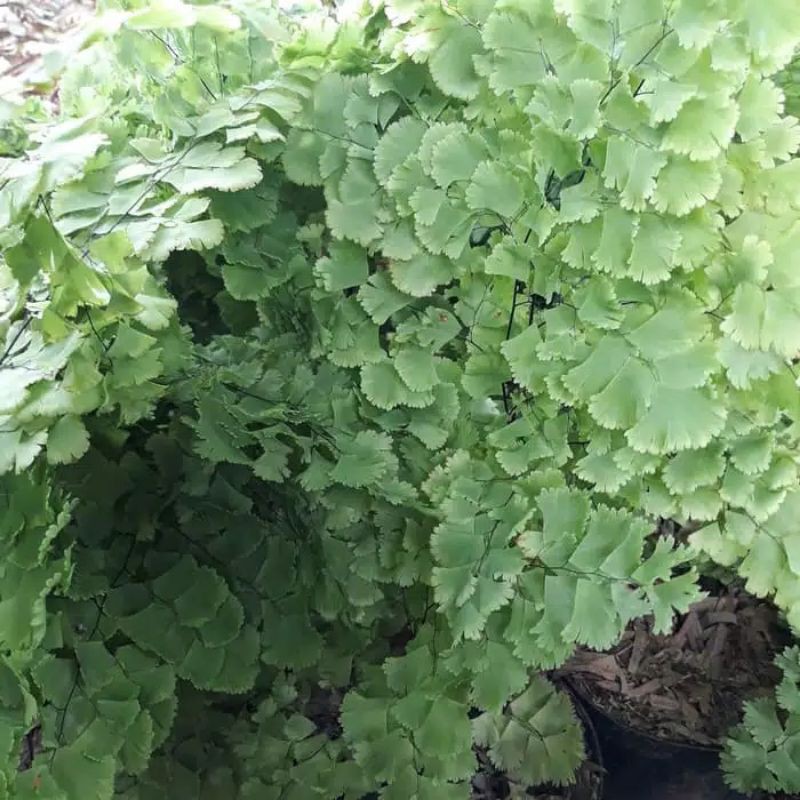 Bunga hias tanaman suplir