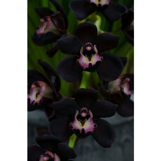 Bibit Tanaman Hias Anggrek Dendrobium Black Papua - Anggrek Bunga Hitam