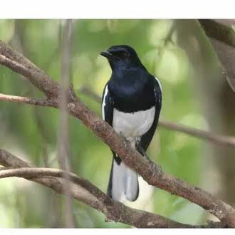 burung Kacer Kalimantan bahan pilihan