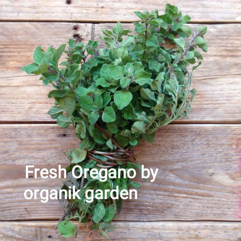 

Fresh Oregano