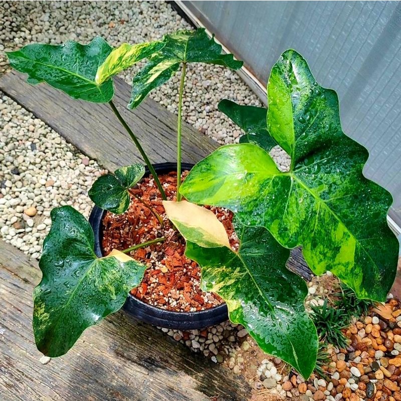 Jual Syngonium Variegated Williamsi Syngonium Singonium Syngonium