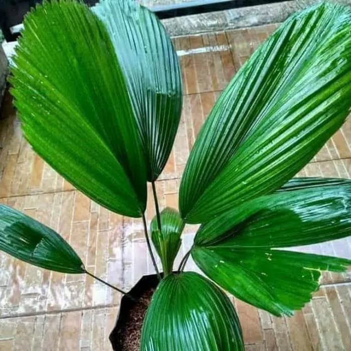 Tanaman hias palem kipas palem kipas