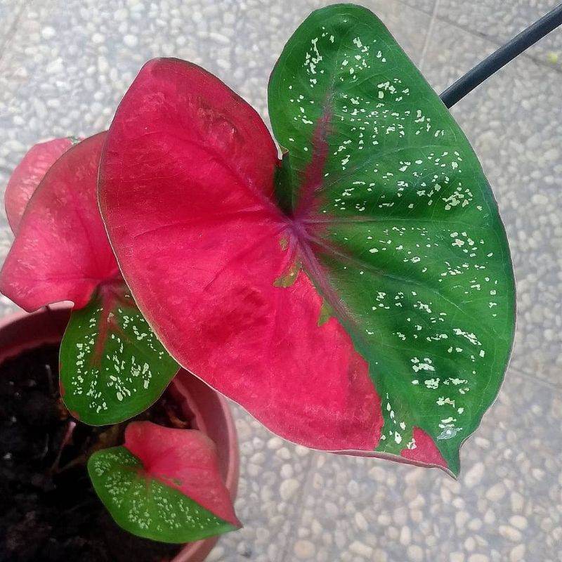 Keladi Baret / Keladi Baret Merah / Caladium Broken Heart