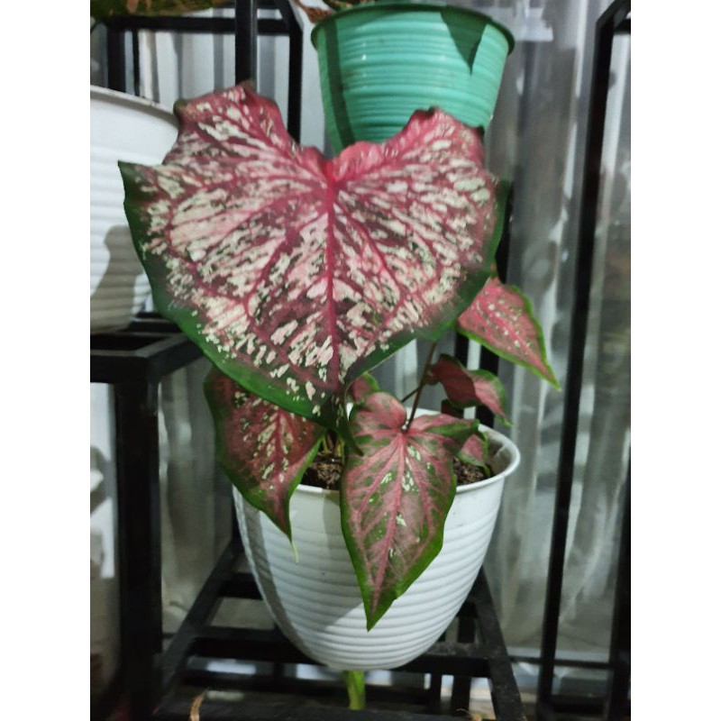 caladium lance whorton