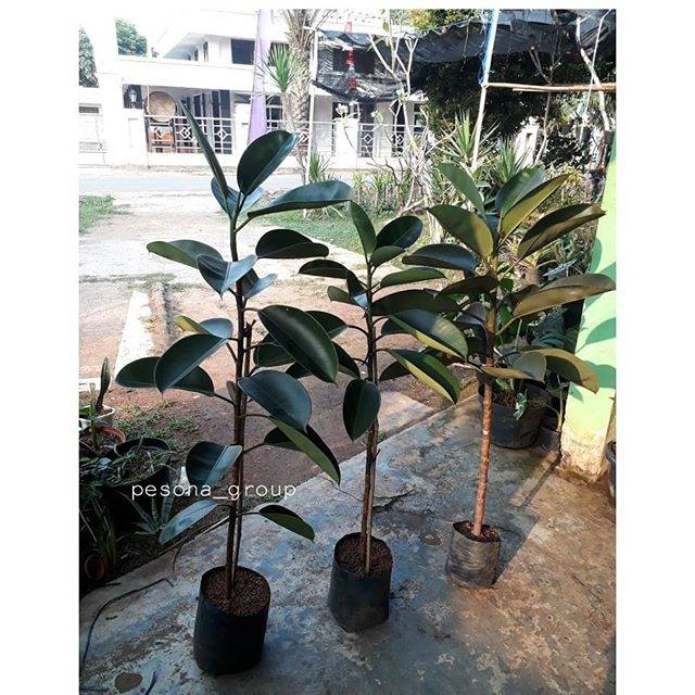 ficus elastica rubber plant beringin karet indoor plant