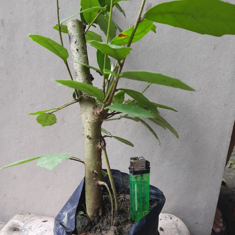 bahan bonsai ampelas sudah hidup.