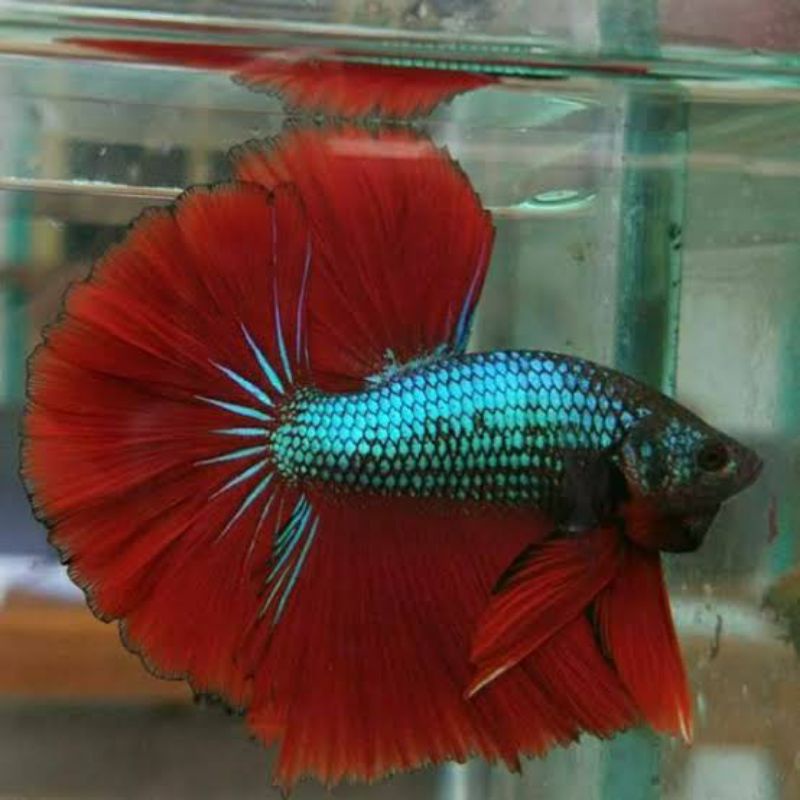 Ikan Cupang Halfmoon Rosetail Green Red Cooper Ukuran ( L+ ) Jantan Indukan