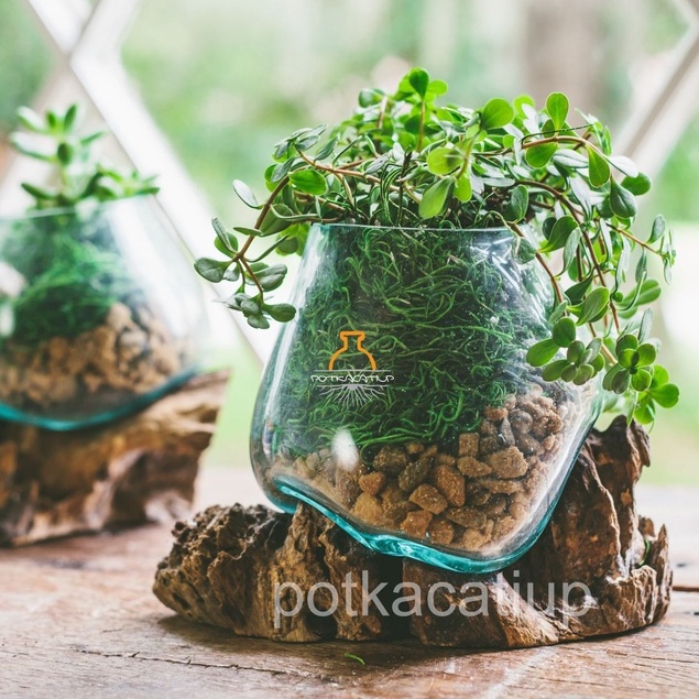 Pot Tanaman Air Kaca Unik potkacatiup