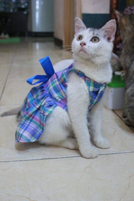 Dress kotak-kotak biru lucu untuk kucing dan anjing / baju kucing murah size S M L XL