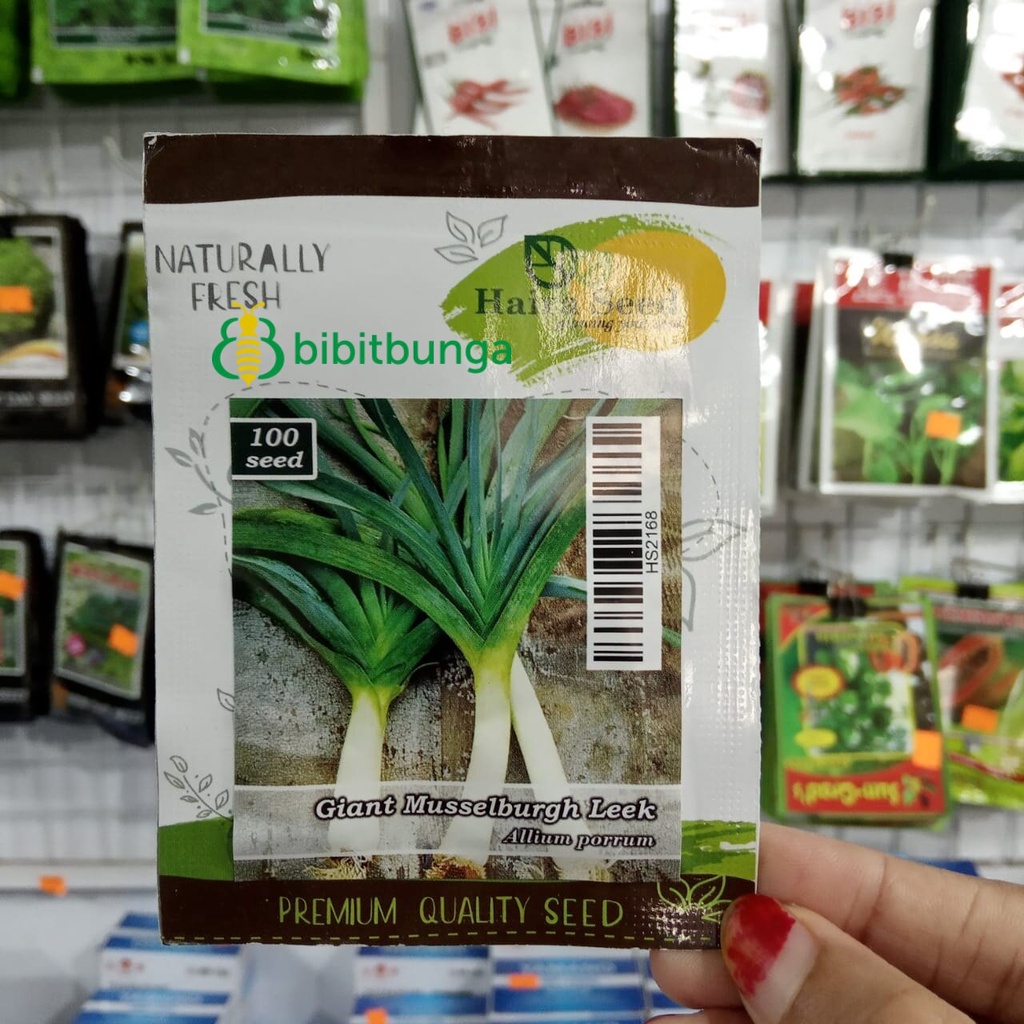 Benih Bibit Biji Daun Bawang Prey Prei Besar Musselburgh Leek Seed